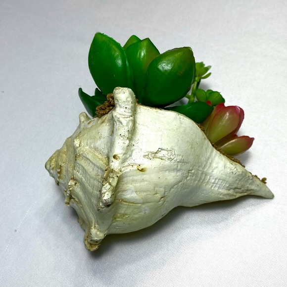 SUCCULENT GARDEN IN SHELL 5 inches - Picture 7 of 11